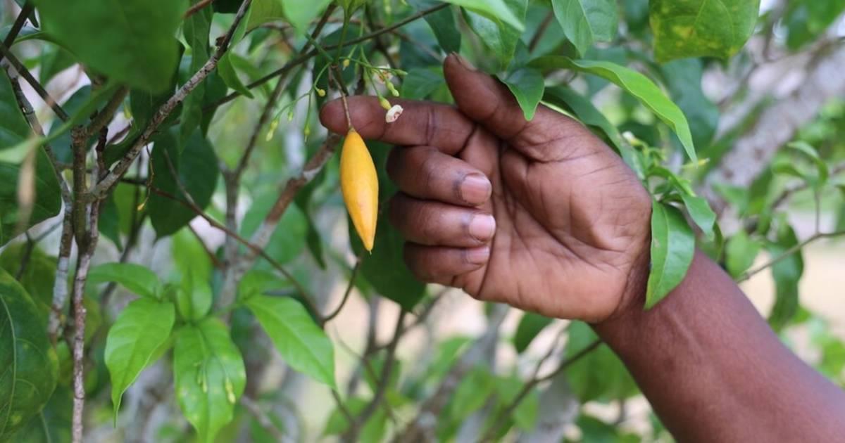 Meet the Tabernanthe Iboga Shrub